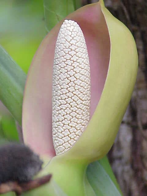 Syngonium 8