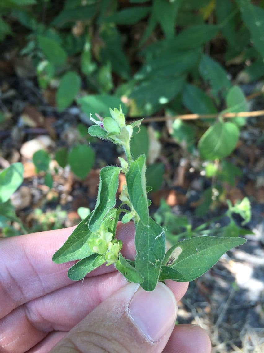 Ala piegata ramificata 8