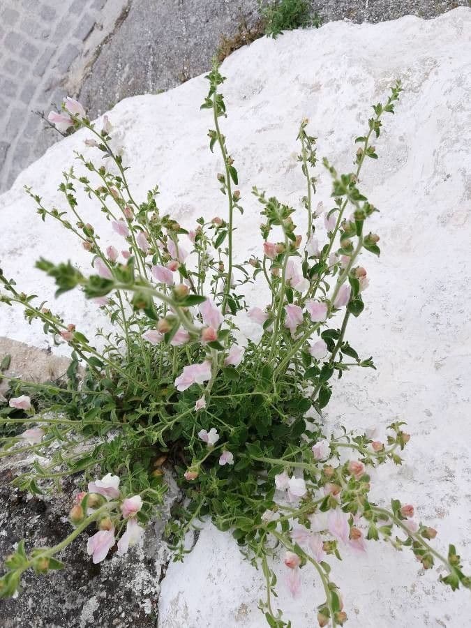 Bocca di leone 9
