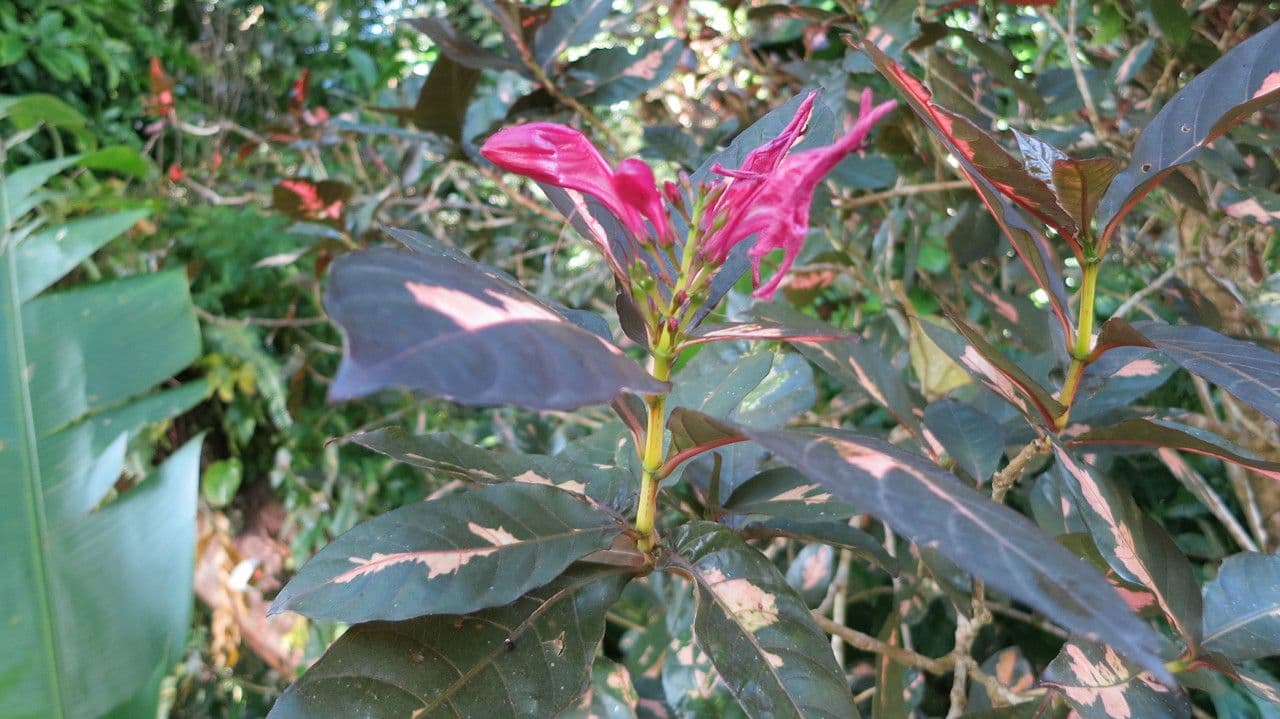 Graptophyllum pictum 21