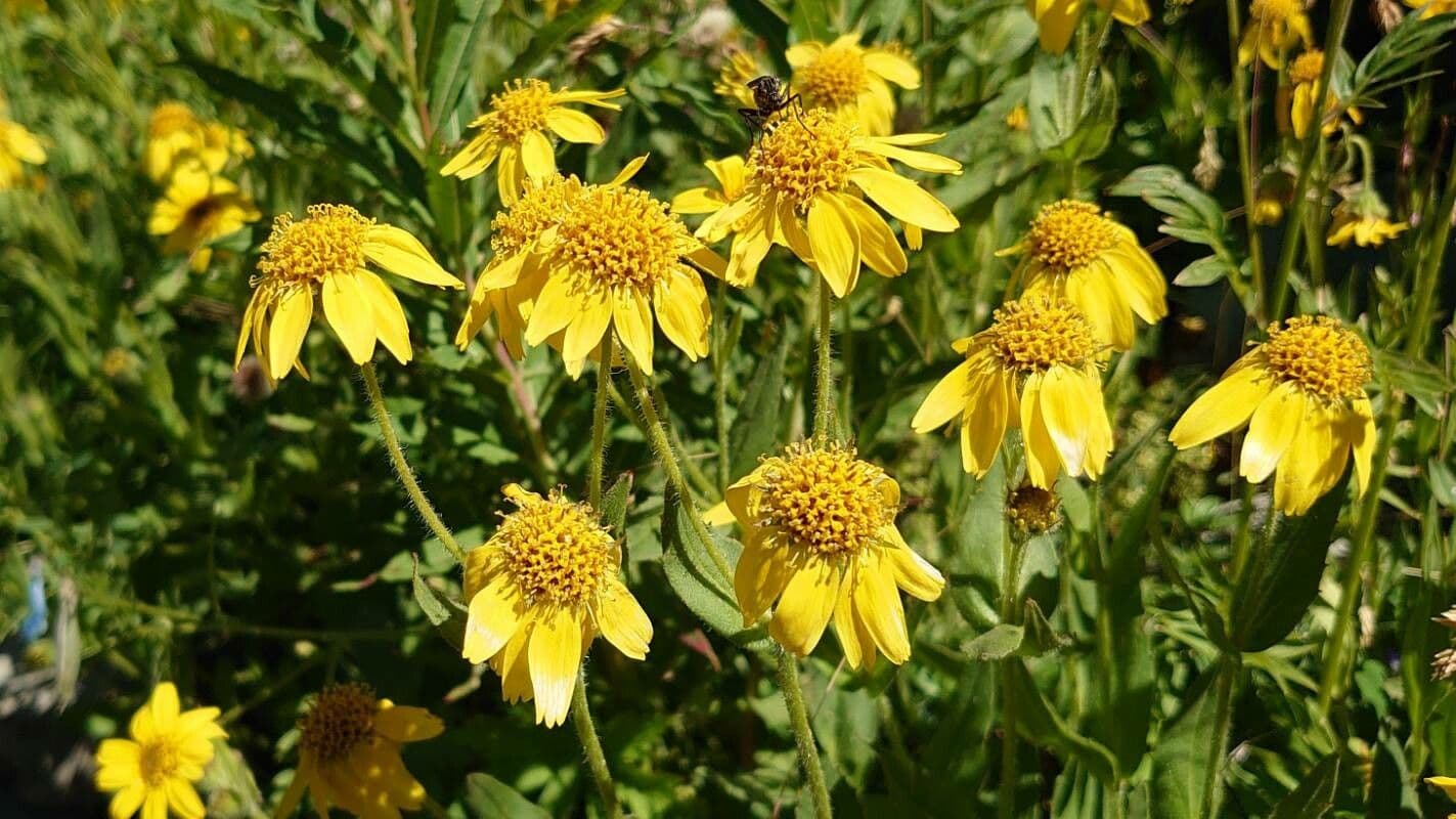 Arnica 2