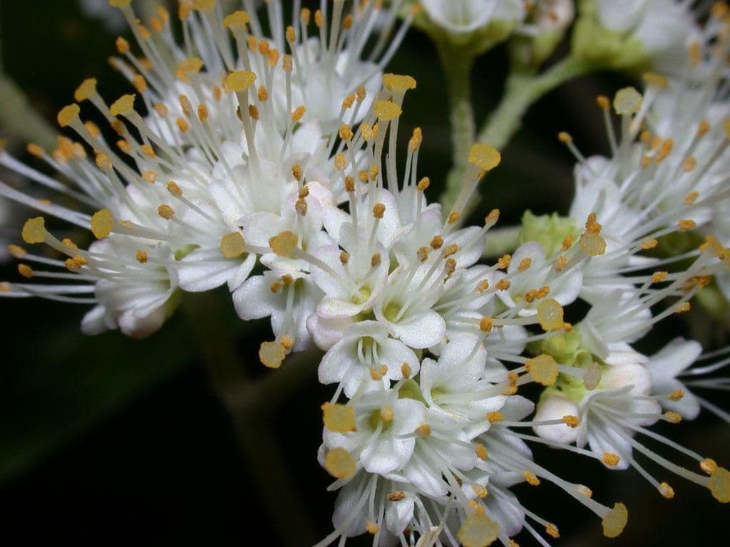 Callicarpa 7