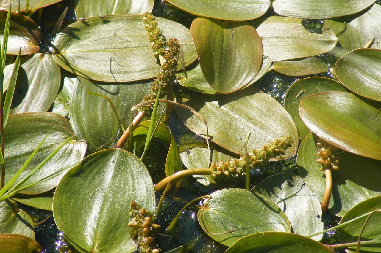 Potamogeto natante 26