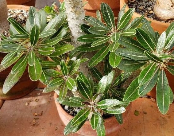 Pachypodium 7