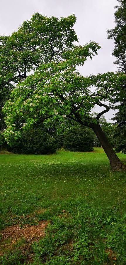 Catalpa comune 12