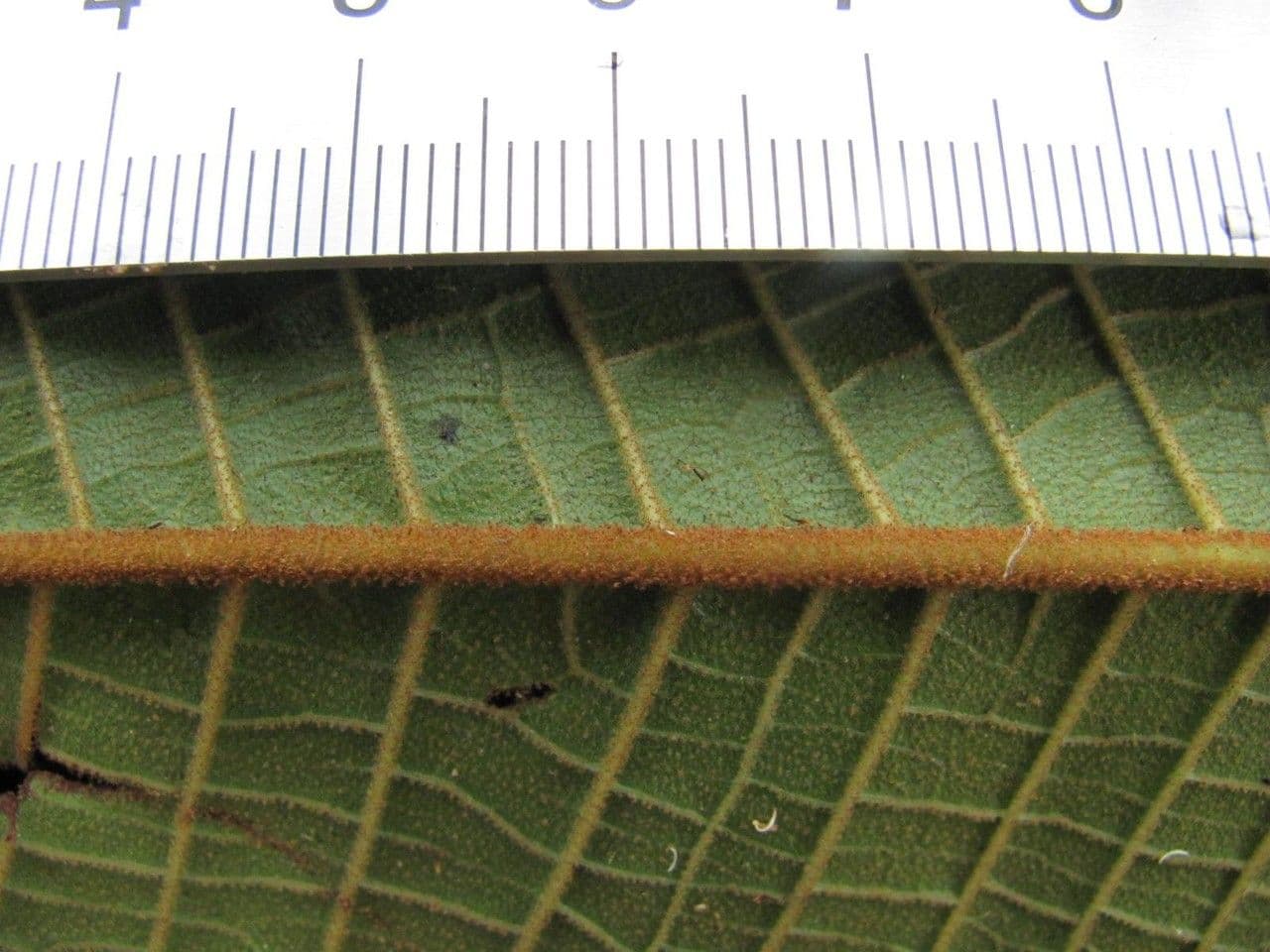 Miconia 10