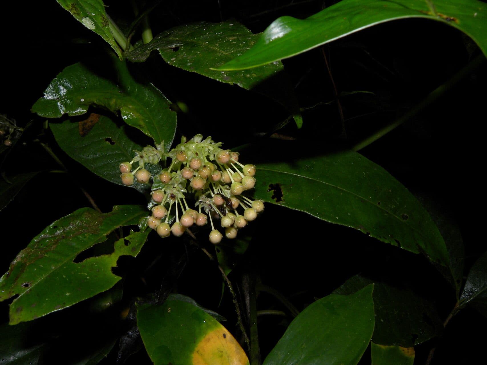 Ardisia 4