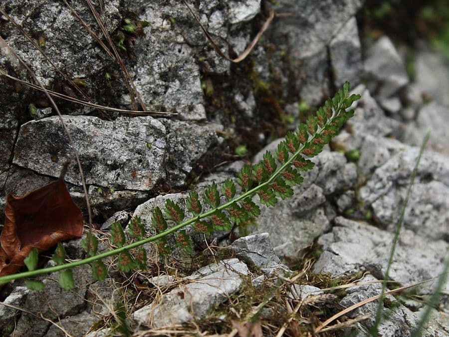 Asplenio verde