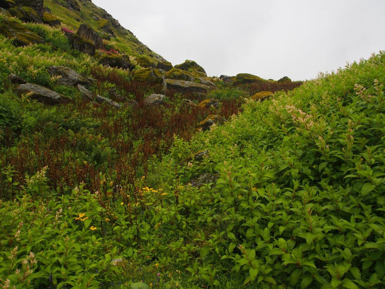 Pedicularis 7