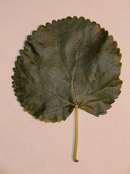 Weiße Maulbeere 27