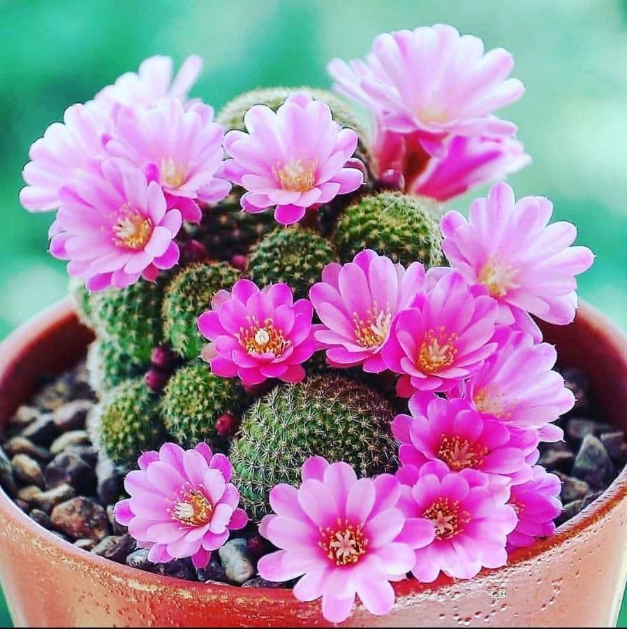 Cactus banana 3