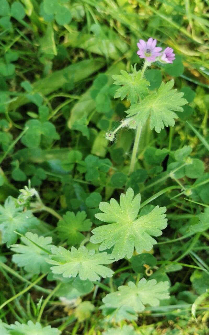 Géranium fluet 29