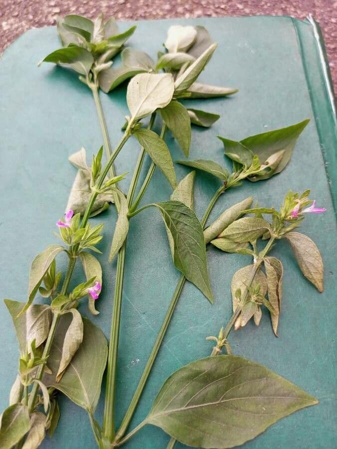 Dicliptera verticillata 2