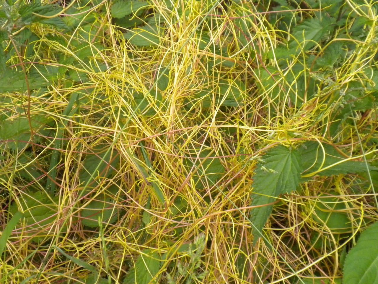 Cuscuta 30