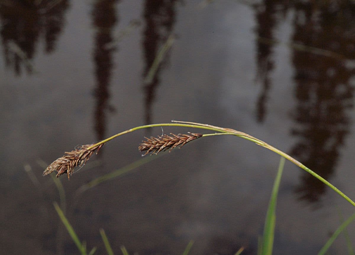 Waldmarbel 5