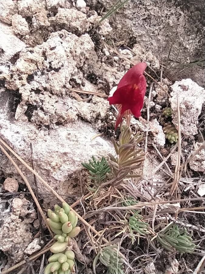 Linaria 4