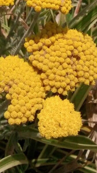 Achillea filipendula 6