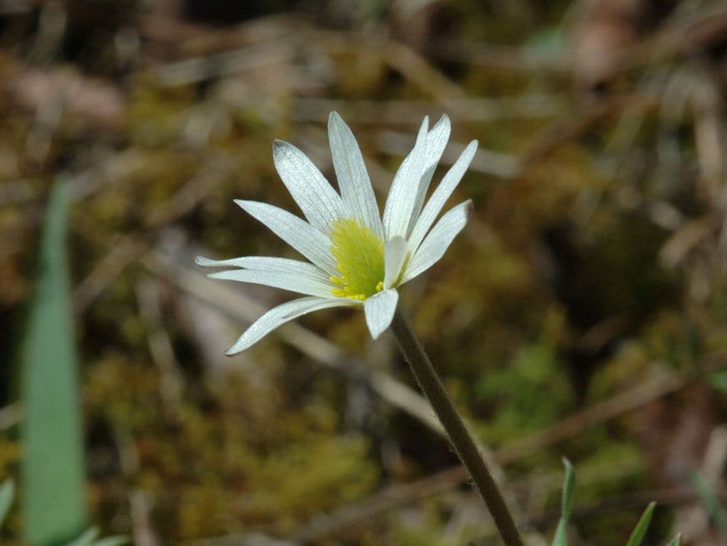 Anemone 4