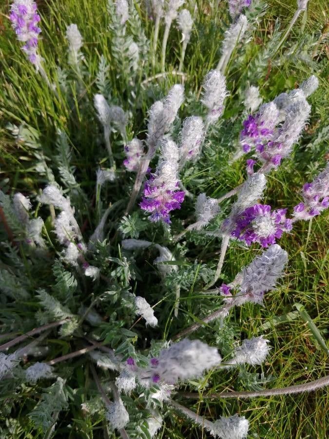 Oxytropis splendens 3