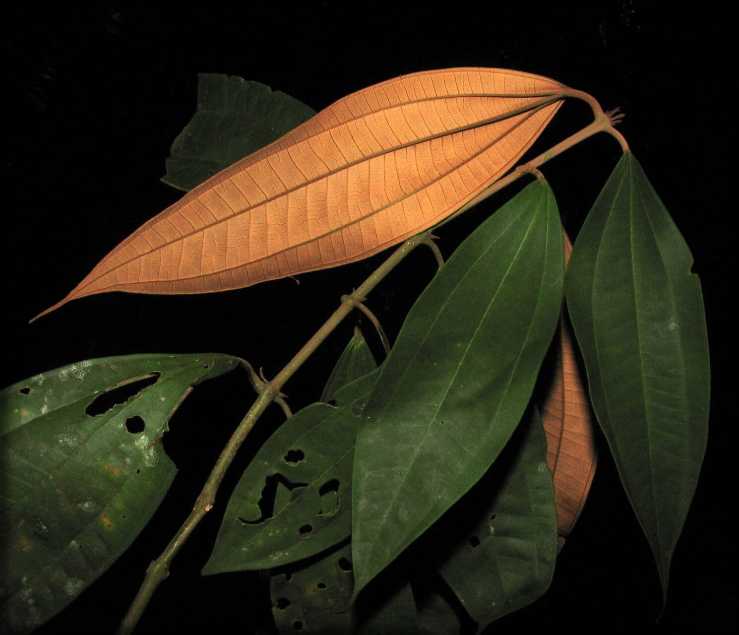 Mikonie 5