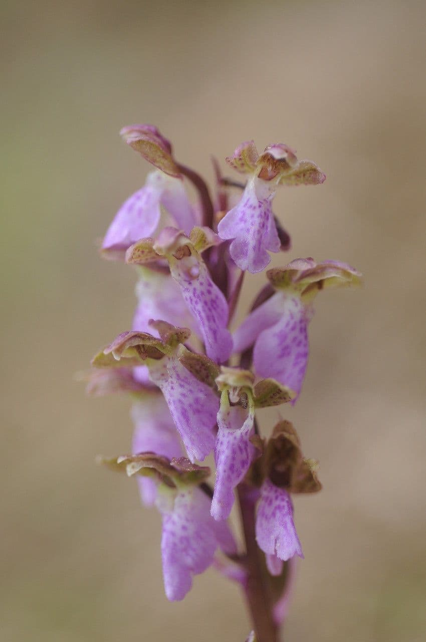 Storczyk Spitzela 3