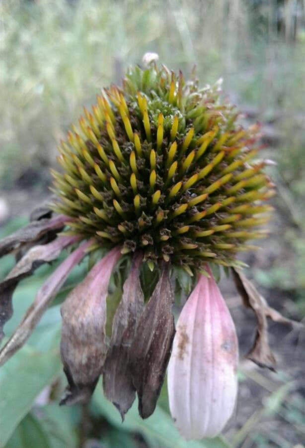 Eastern purple-coneflower