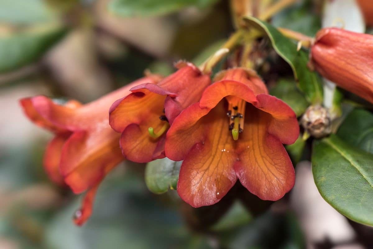 Rododendro 3