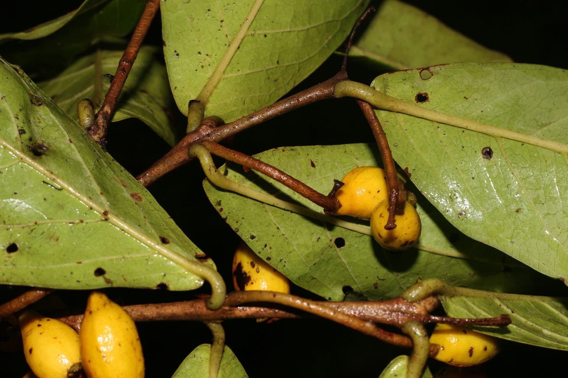 Eugenia 5