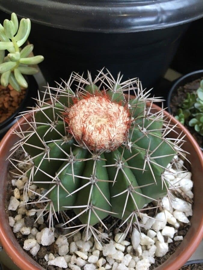 Melocactus nain 14