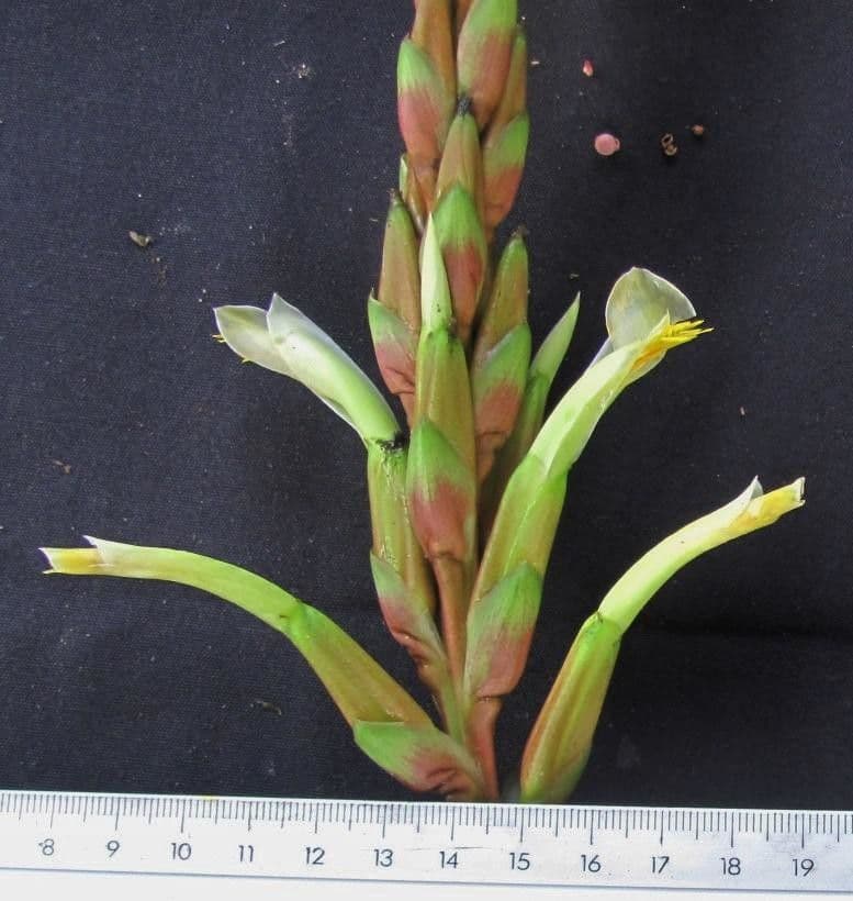 Pitcairnia 10