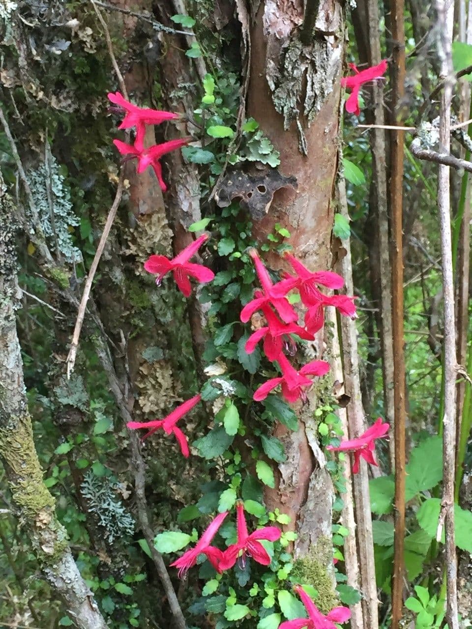 Asteranthera 18