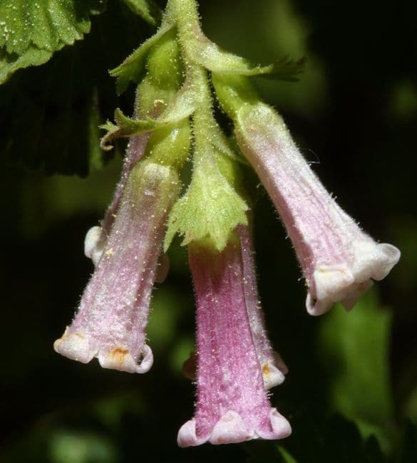Ribes cereo 8