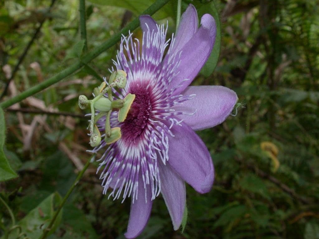 Passiflora 6