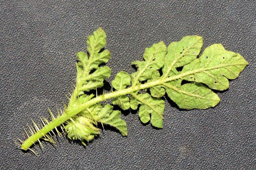 Solanum rostratum 30