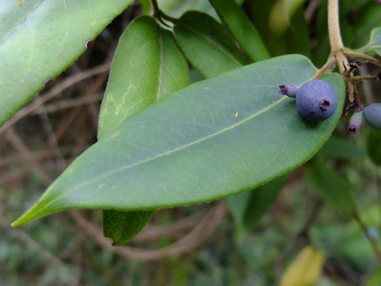 Caprifoglio acuminato 17
