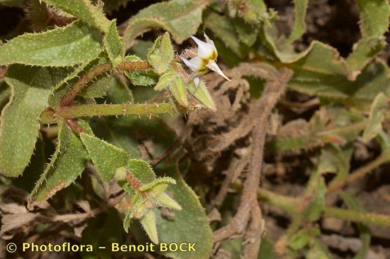 Trichodesma 9