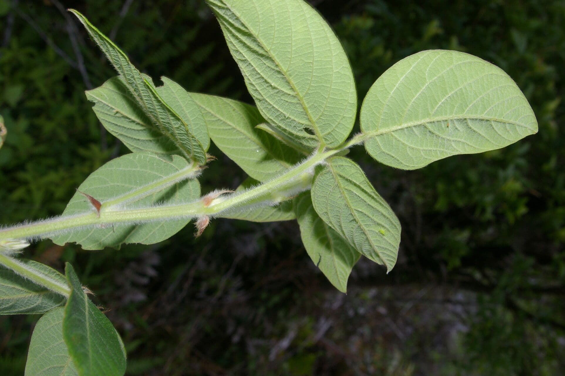 Desmodium 2