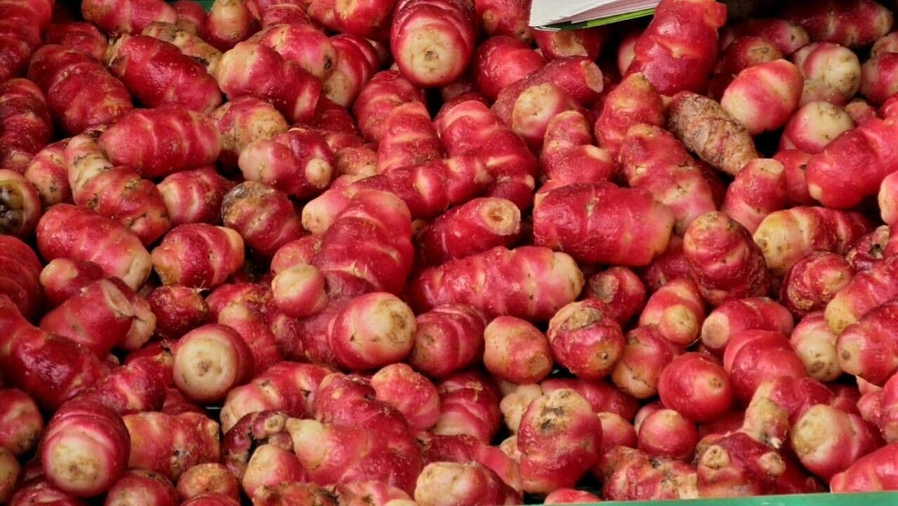 Acetosa tuberosa