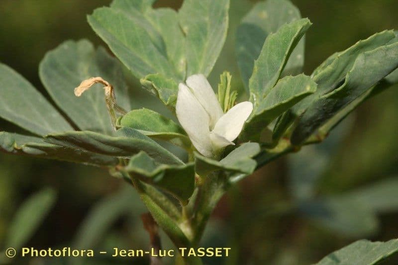 Sénégrain 5