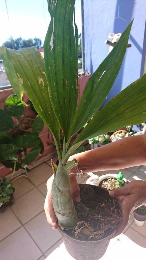 Phaius 9