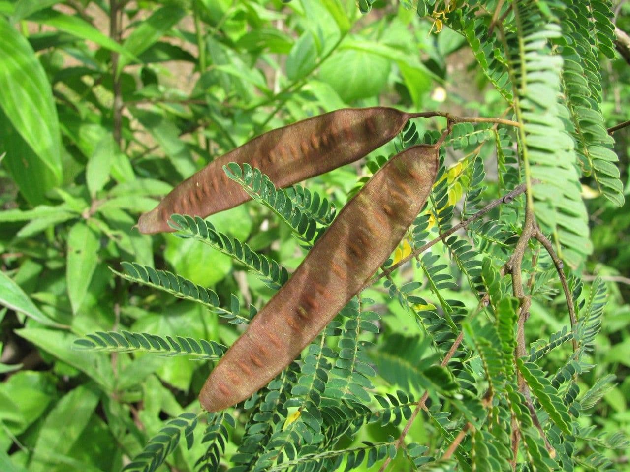 Albizia carbonaria 5