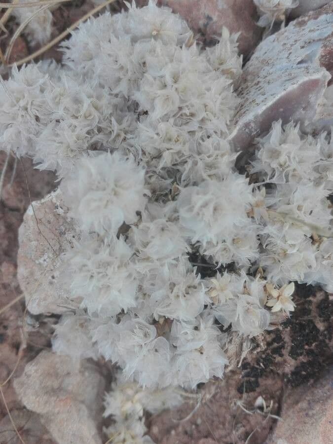 Paronychia capitata