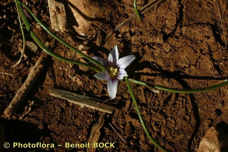 Romulea 26