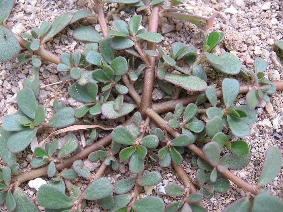 Porcellana comune 17