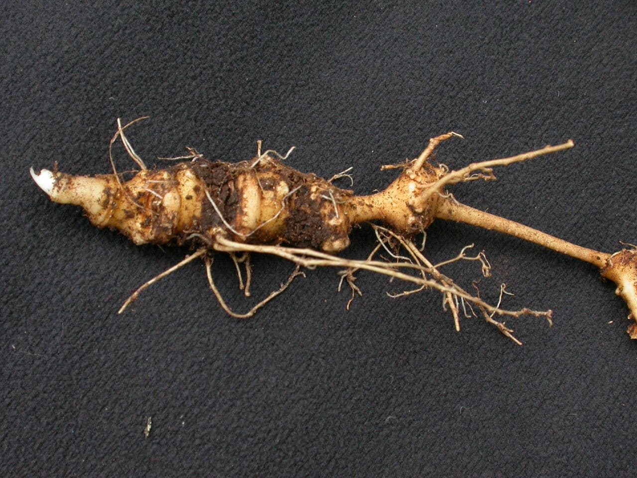 Pseudoginseng 7