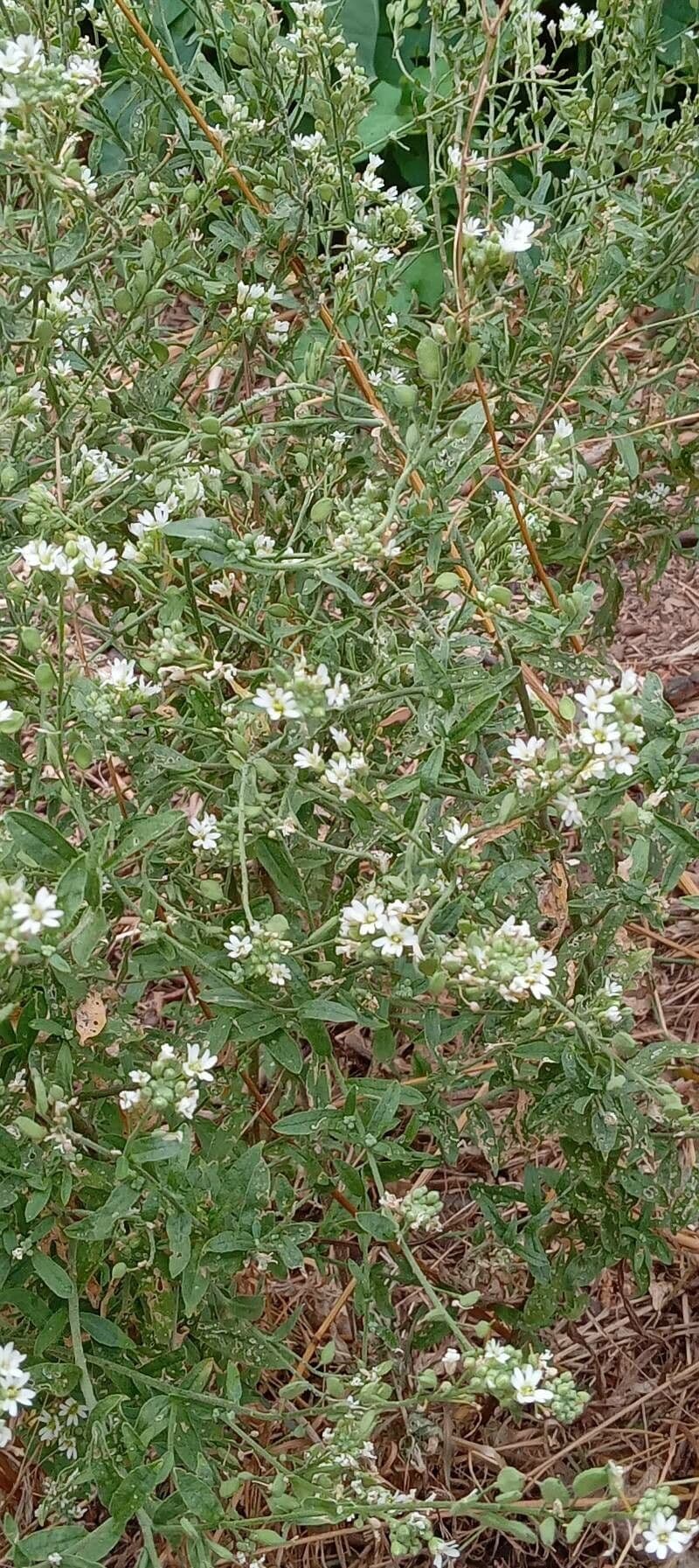 Alisso bianco 15