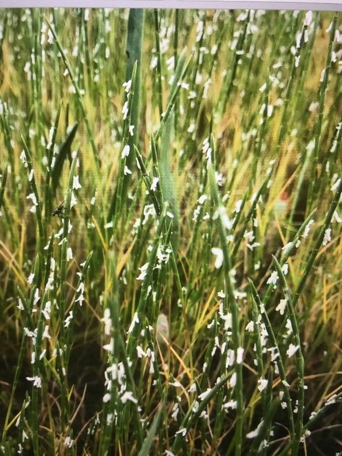 Parapholis strigosa 2
