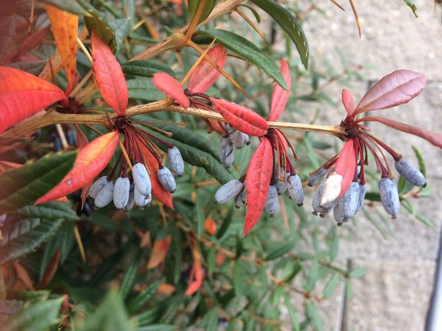 Berberys Gagnepaina 5
