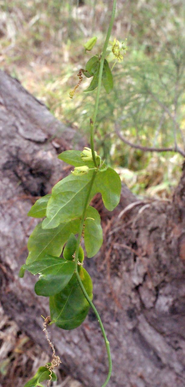 Passiflora suberosa 13
