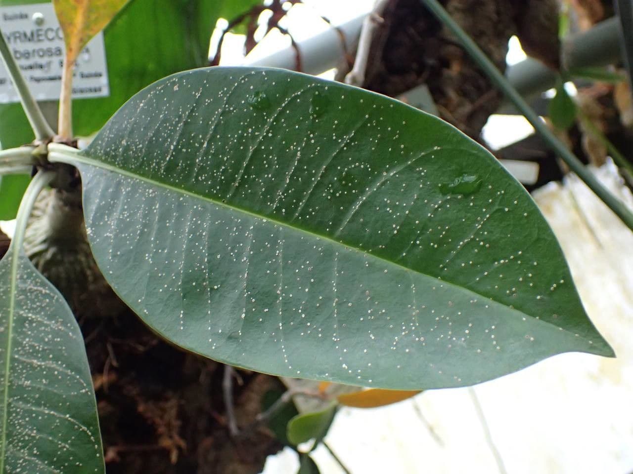 Myrmecodia 9